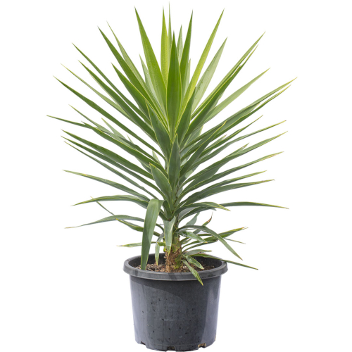 100-YUKKA SP