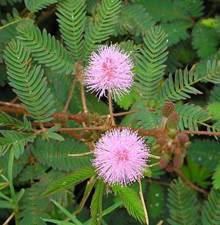 66-MIMOSA PUDICA